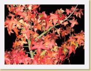 2005-10-31 19-58-49 Octobre 78,1mm 1_60_eme F4,0 * 2592 x 1944 * (1.92MB)